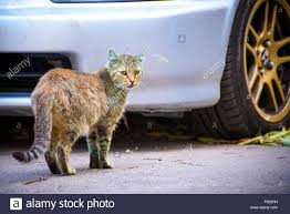 Die Beruhmte Grune Katze Aus Der Schwarzmeer Stadt Varna Bulgarien Hat Eine Wiedererscheinung In Der Stadt Gemacht Die Katze Machte Schlagzeilen Und Internet Beruhmt Wurde Als Eine Youtube Video Von Ihm Veroffentlicht Wurde Nachdem