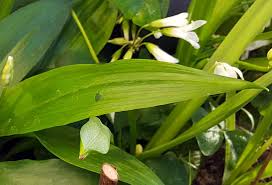 Der wilde knoblauch ist am aromatischsten und zartesten. Barlauch Verwendung Wirkung Und Anbau