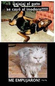 Memes En Espanol Chistes De Perros Meme Gato Memes Animales