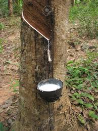 They are native to asia and the tropical islands. Latex Flows From Para Rubber Tree Stock Photo Picture And Royalty Free Image Image 8215963