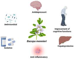 Image result for Bacopa monnieri