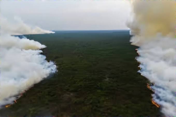 Perkuat Pencegahan Karhutla, Pemerintah Siapkan Badan Restorasi Gambut dan Mangrove yang Lebih Fleksibel