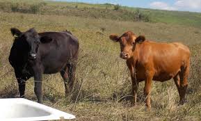 Oferte animale de ferma de vanzare, diverse rase ️ cumpara la preturi avantajoase! La Numai 26 De Ani Are Propria Ferma De Bovine Angus Ce L A Determinat Pe Un Crescator Din Bihor Sa Aleaga Aceasta Rasa Stiriagricole Ro