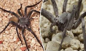 The brazilian wandering spider appeared in … Discovered Relative Of Brazilian Wandering Spider Found In Cave Nature News Express Co Uk
