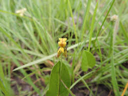 Image result for Eriosema