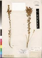 Image result for Dichilus