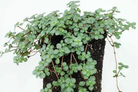 Image result for Pilea angolensis