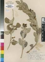 Image result for Rhynchosia galpinii