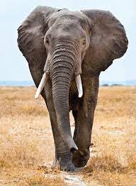 the elephant elephants photos elephant images animals
