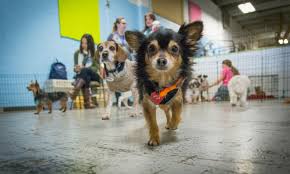 There are 0 available pets listed at puppy tails rescue. Underdog Rescue Mn Linkedin