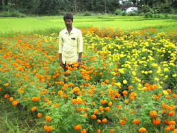 And here is a pretty embossed version of the birthday cake card by reader christa white : Flower Vendor Reaps Success In Marigold Crop Deccan Herald