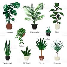 Bitkiler, insanlar gibi, hepsi farklı. Monstera Parlor Palm Ficus Rubber Plant Pothos Aloe Snake Bitki Sus Bitkileri Saksi Bitkileri