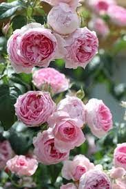 Mon Coeur Rose Garden Design Amazing Flowers Backyard Flowers Garden