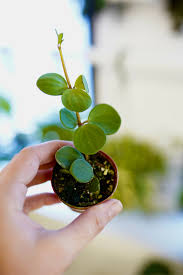 Image result for Peperomia tetraphylla