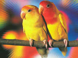 Carol Anastasio Pet Birds Parrot Beautiful Birds