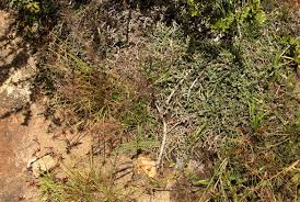 Image result for Selaginella dregei