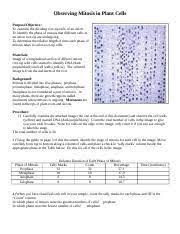 Check spelling or type a new query. Cellcyclelabprotocol Su2020 Doc Observing Mitosis In Plant Cells Purpose Objective To Examine The Dividing Root Tip Cells Of An Onion To Identify The Course Hero