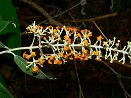 Image result for Fimbristylis madagascariensis