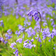 I'm not familiar with the southern varieties you'd begrowing in the pais vasco, except for the very notable 'legacy'. Bluebell Cultivation