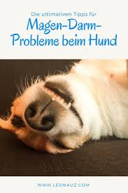 Maybe you would like to learn more about one of these? 28 Durchfall Beim Hund Ideen Durchfall Beim Hund Hunde Hundegesundheit