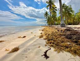 Record Amount Of Seaweed Is Choking Shores In The Caribbean | Loop St. Lucia