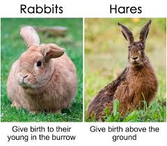 20 Same Things That Most People Don T Know Are Actually Different Misused Words Animals Of The World Animal Memes