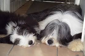 Talraz Bearded Collies