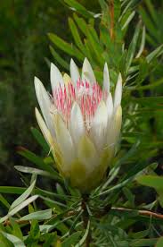 Cricket south africa is hoping that the 'black day' odi, which will be led by the proteas women, will be as successful as the men's 'pink day'. Protea Repens Honey Bearing Protea
