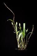 Image result for Bulbophyllum oreonastes