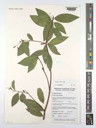 Image result for Peddiea