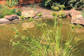 Image result for Urochloa marlothii