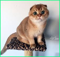 Simak daftar 10 kucing paling mahal di dunia berikut ini. 10 Jenis Kucing Paling Cantik Dan Comel Di Dunia Dunia Fauna Hewan Binatang Tumbuhan Dunia Fauna Hewan Binatang Tumbuhan