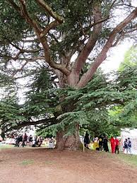 Des milliers de personnes se sont réunies sur les rives de la lagune rodrigo de freitas pour assister à l'inauguration de l'illumination de cet arbre de 85 illuminé par 3,1 millions de lumières, l'arbre de noël de rio de janeiro a été enregistré dans le livre guinness des records comme le plus grand du. Arbres Remarquables De France Wikipedia
