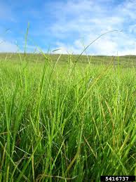 Image result for Cenchrus clandestinus