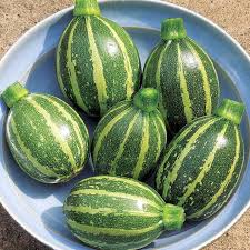 Squash Poquito Hybrid Zucchini Squash Seeds Planting Vegetables
