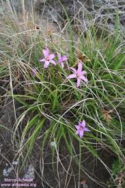 Image result for Xerophyta wentzeliana