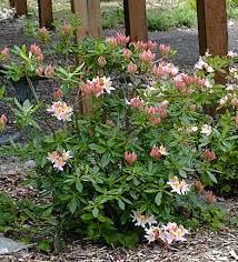 Rhododendron Occidentalis Western Rhododendron Plants Rhododendron Flowers