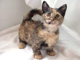 Kitty Skookum Cat Small Cat Breeds Cat Breeds Munchkin Cat