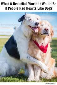 10 Things We Can Learn From Man S Best Friend About How To Be Better Therapy Dogs Dogs I Love Dogs