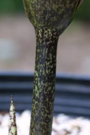 Image result for Amorphophallus richardsiae