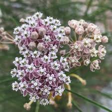 Mexican Whorled Milkweed Seed Packet For Sale 75 Seeds 2019 20 Milkweed Seeds Milkweed Milkweed Plant