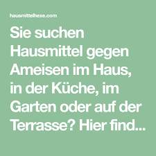 hausmittel gegen ameisen in haus und garten hausmittelhexe hausmittel gegen ameisen ameisen im haus ameisen