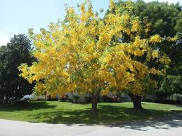 Because this flowering tree produces blooms all year long, you'll always have color. Trees And Shrubs For Florida The Tree Center