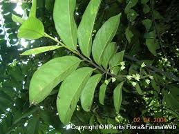 Image result for Artabotrys collinus