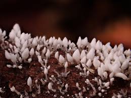 Image result for Schizochilus