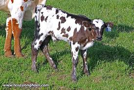 Black And White Bull This Pretty Black And White Bull Calf Was Born To Texas Longhorn Cow Field Of Temptation On April 7 2013 Longhorn Cow Longhorn Cattle Cattle