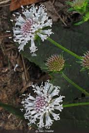 Image result for Lantana nivea