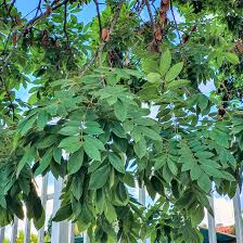 Image result for Lonchocarpus sericeus