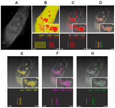 Check spelling or type a new query. Cells Free Full Text Physicochemical Properties Of Nucleoli In Live Cells Analyzed By Label Free Optical Diffraction Tomography