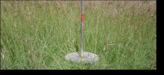 Image result for Eragrostis sclerantha